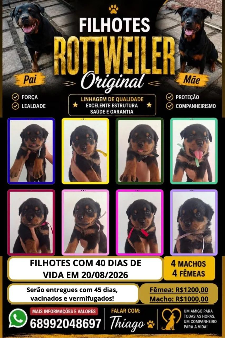 Filhotes de Rottweiler