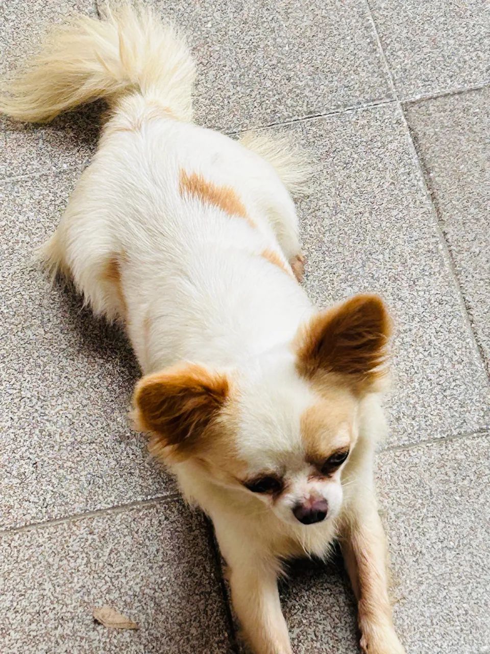 Chihuahua  - Foto 2