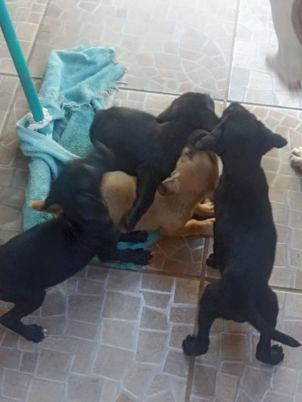 Cachorrinhos 2 meses