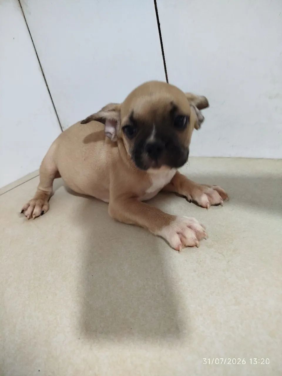 Bulldog francês  - Foto 4