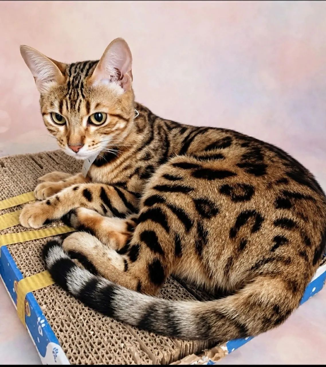 Gato bengal  - Foto 2