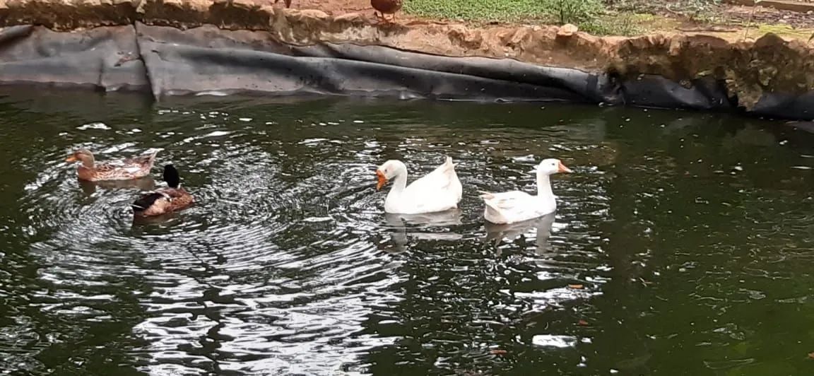 Gansos,marreco, patos a venda  - Foto 5