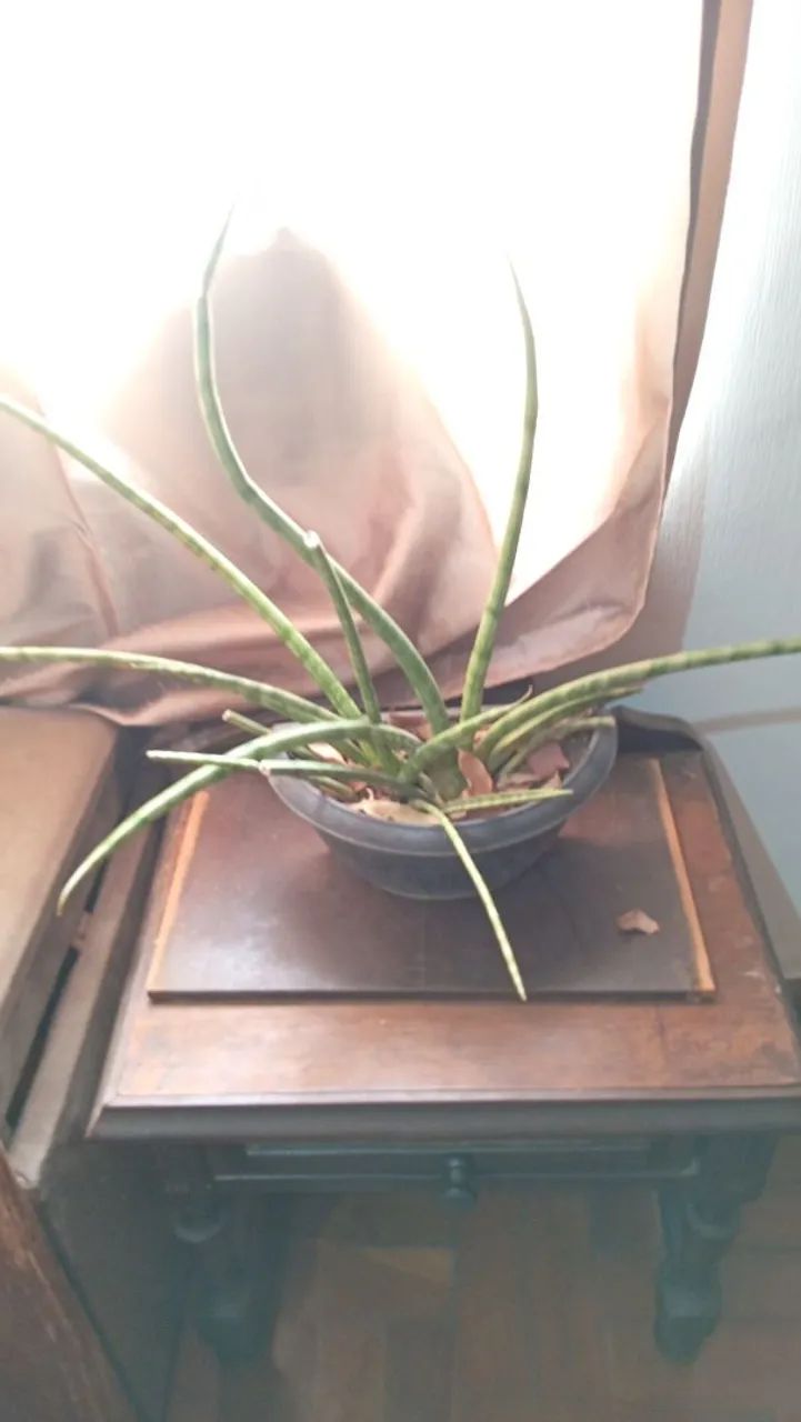Planta