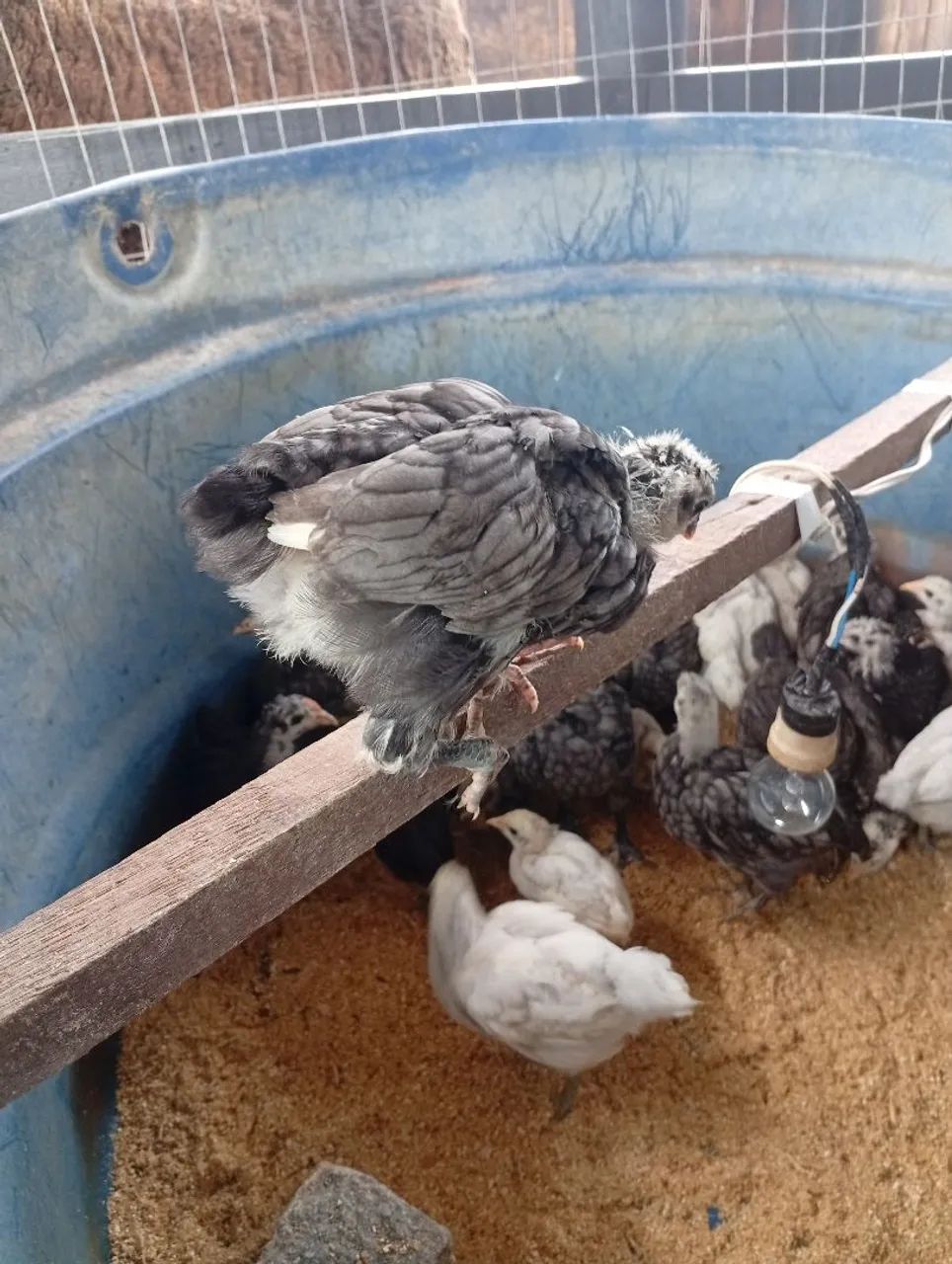 Pintinhos da raça Gigante de Jersey nas cores azul negra e splash  - Foto 4