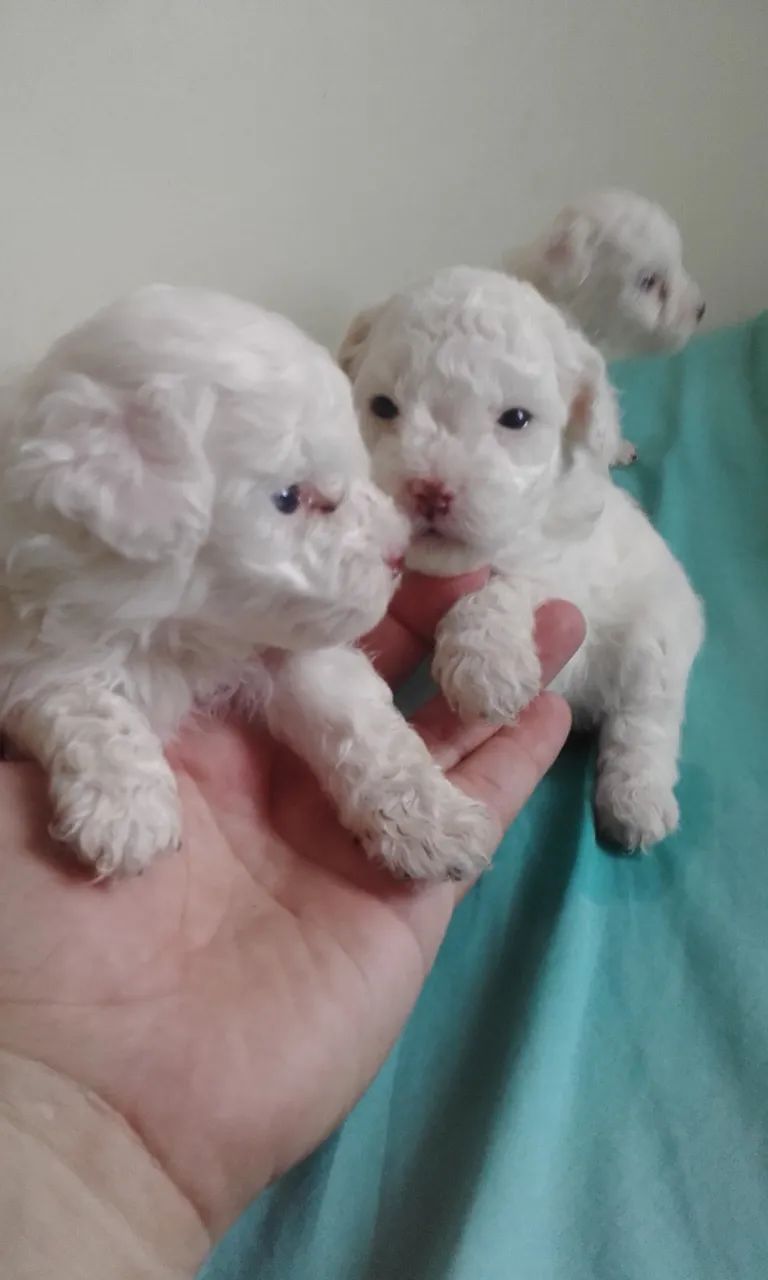 Poodle micro de vdd 