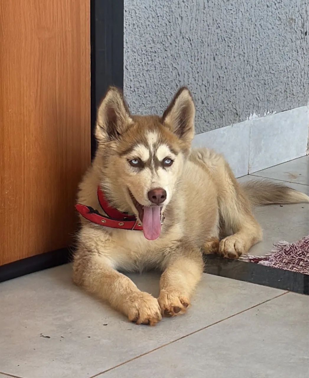 Husky