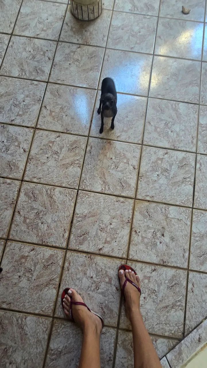 Pet  - Foto 3