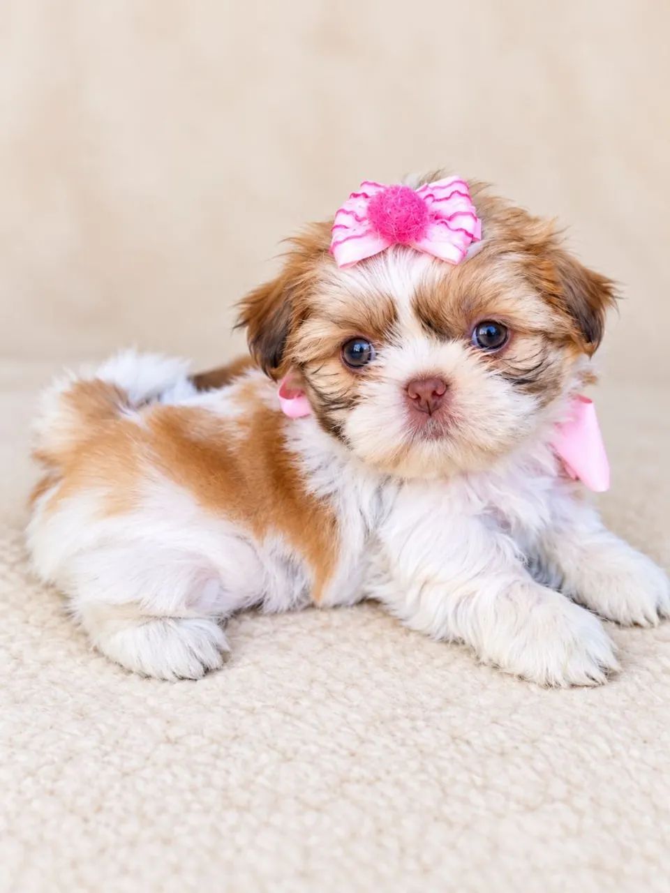 Shih tzu fêmea e macho mini  - Foto 4