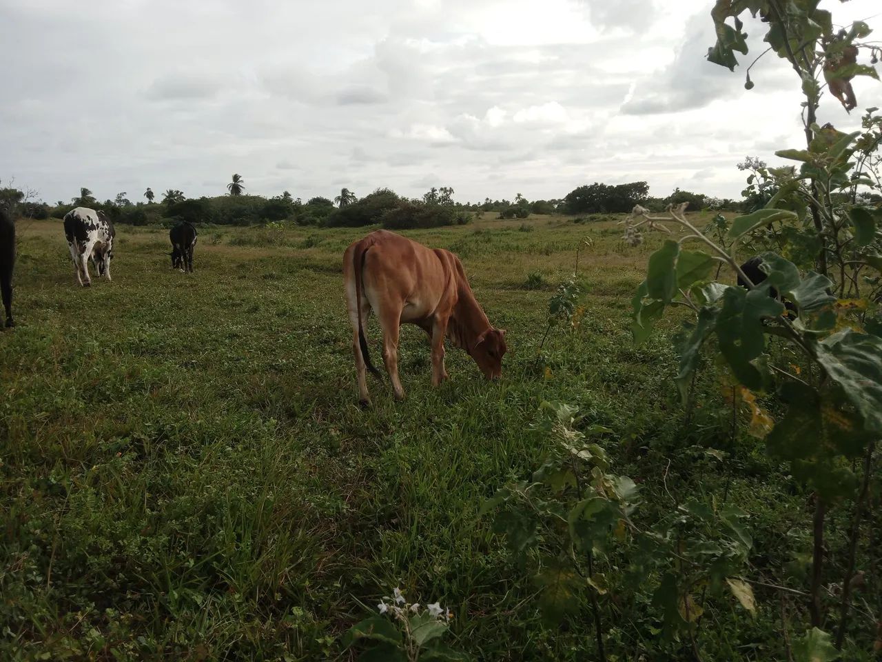 Novilha anelorada - Foto 2