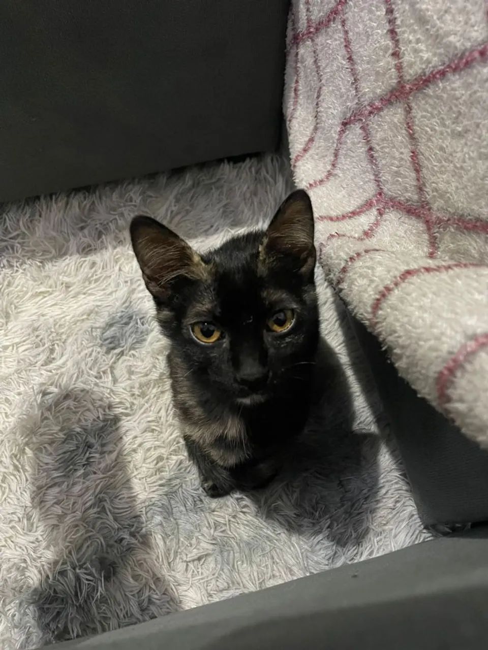 Doando uma gatinha.