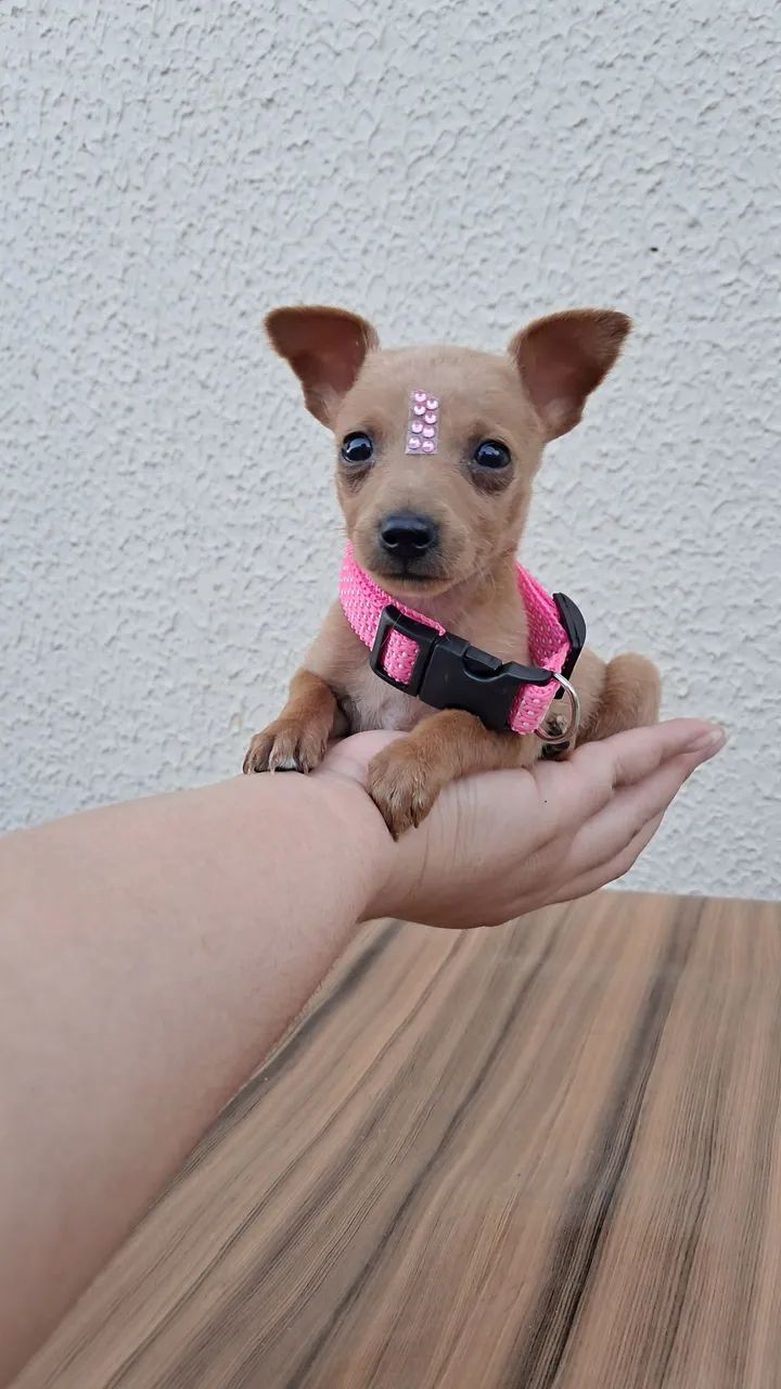 Pinscher n°1 - Foto 2