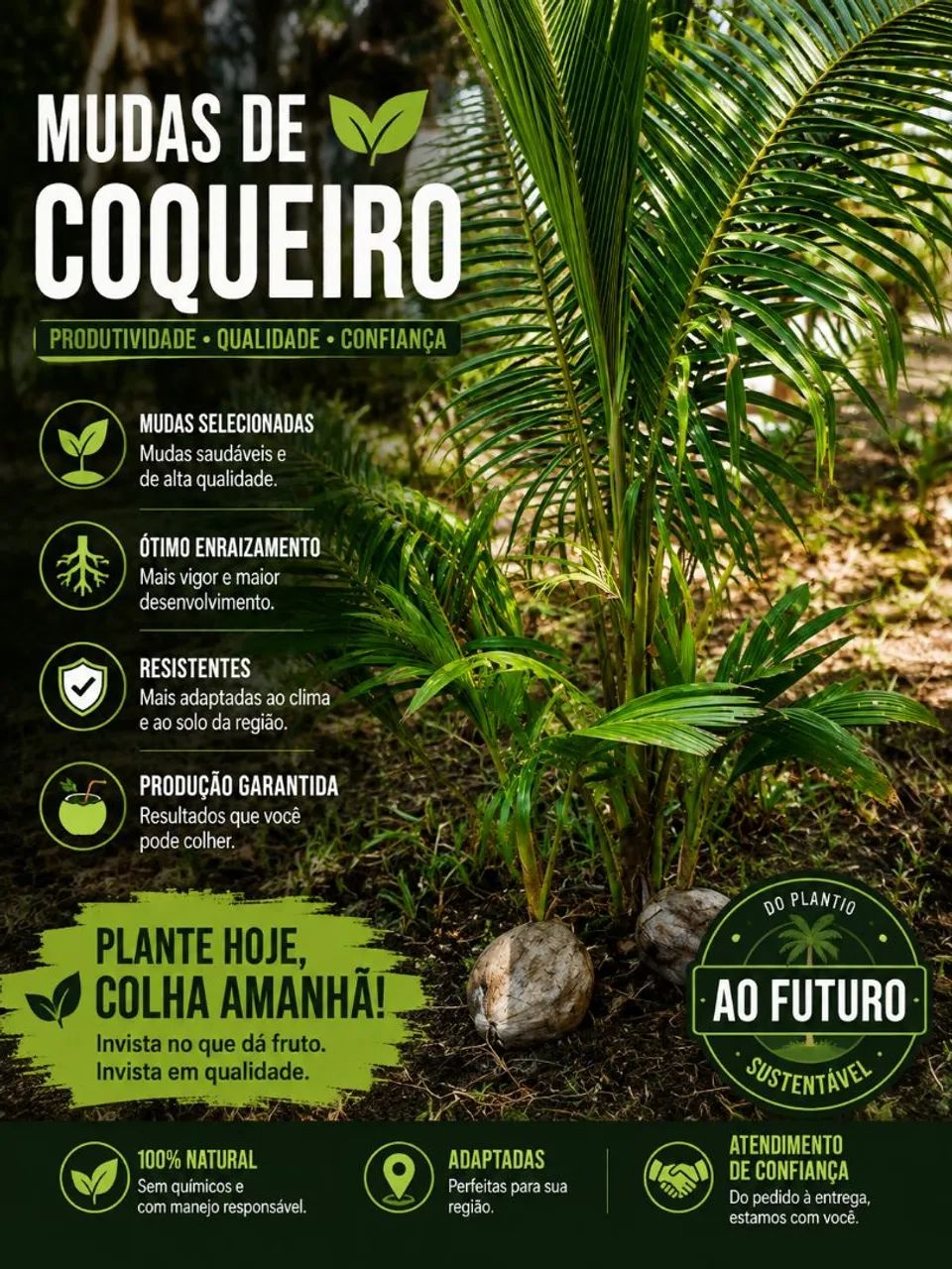 Mudas de Coqueiros 