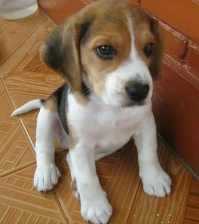 Filhotes de Beagle | Cheios de carinho