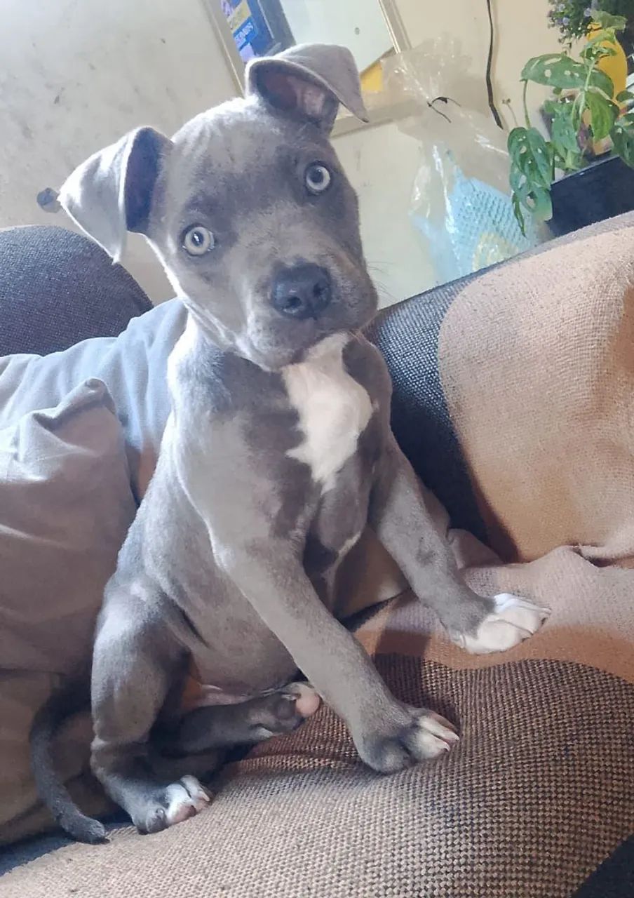 Cachorro
