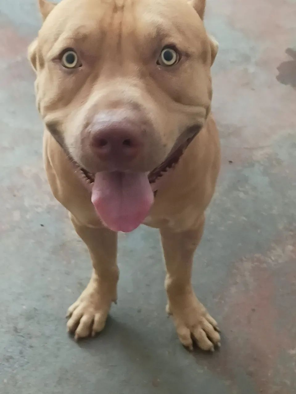 Vendo esse fitbul monstro manso  - Foto 3