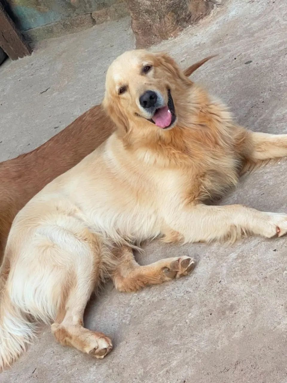 Golden Retriever  - Foto 2