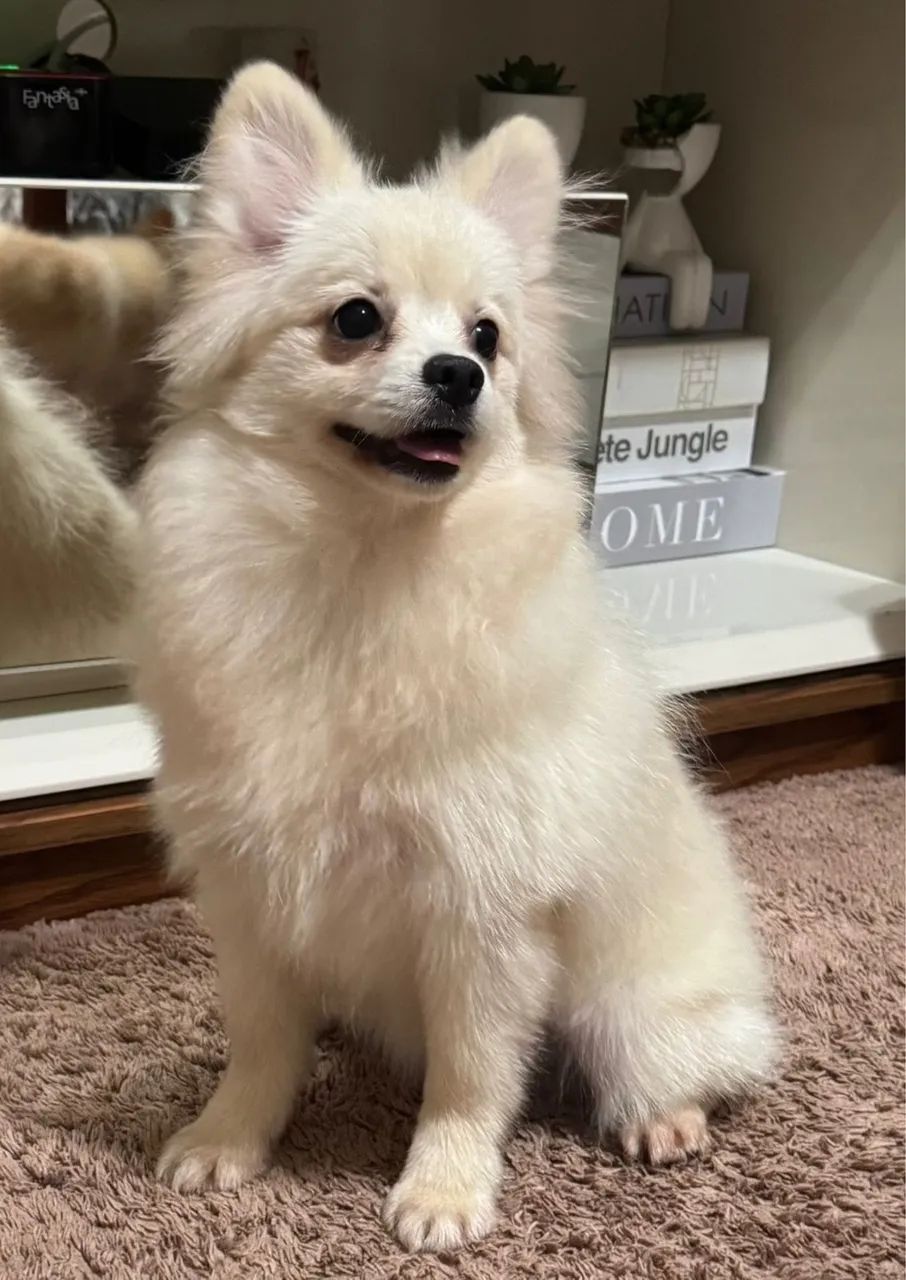 Lulu Pomerania - Spitz Alemão Fêmea (Filhote 7 meses - Nasceu 04/12/25)  - Foto 5
