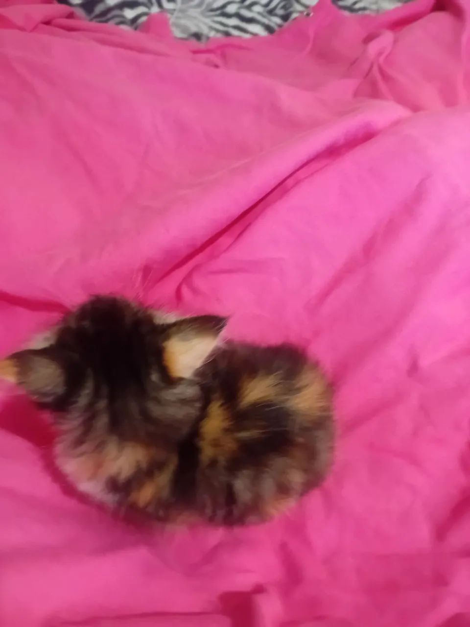 GATA ANGORA  LINDA PROMOÇÃO  - Foto 4