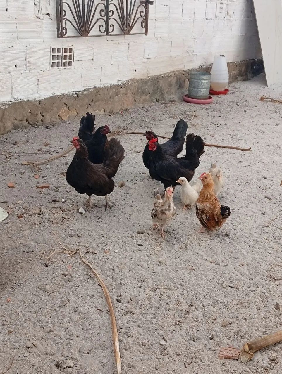 Galizé  - Foto 2