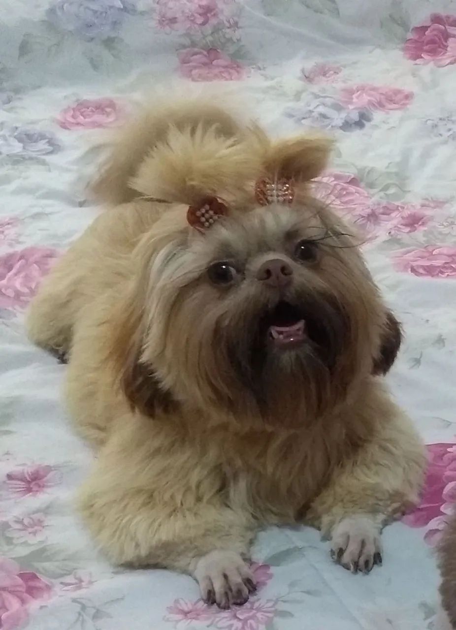 Fêmea shih tzu  - Foto 4