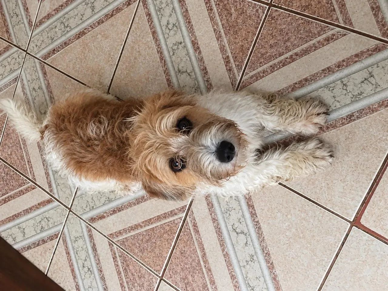 Doação Cachorro de 8 Meses - Foto 4