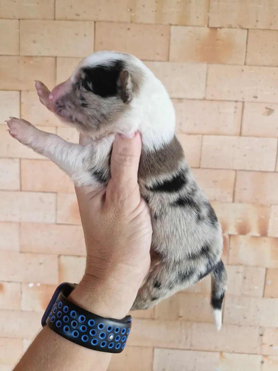 Filhotes de Border Collie  - Foto 2