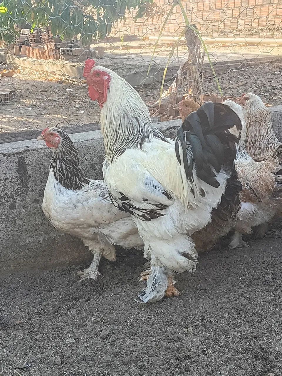 Pinto brahma - Foto 5