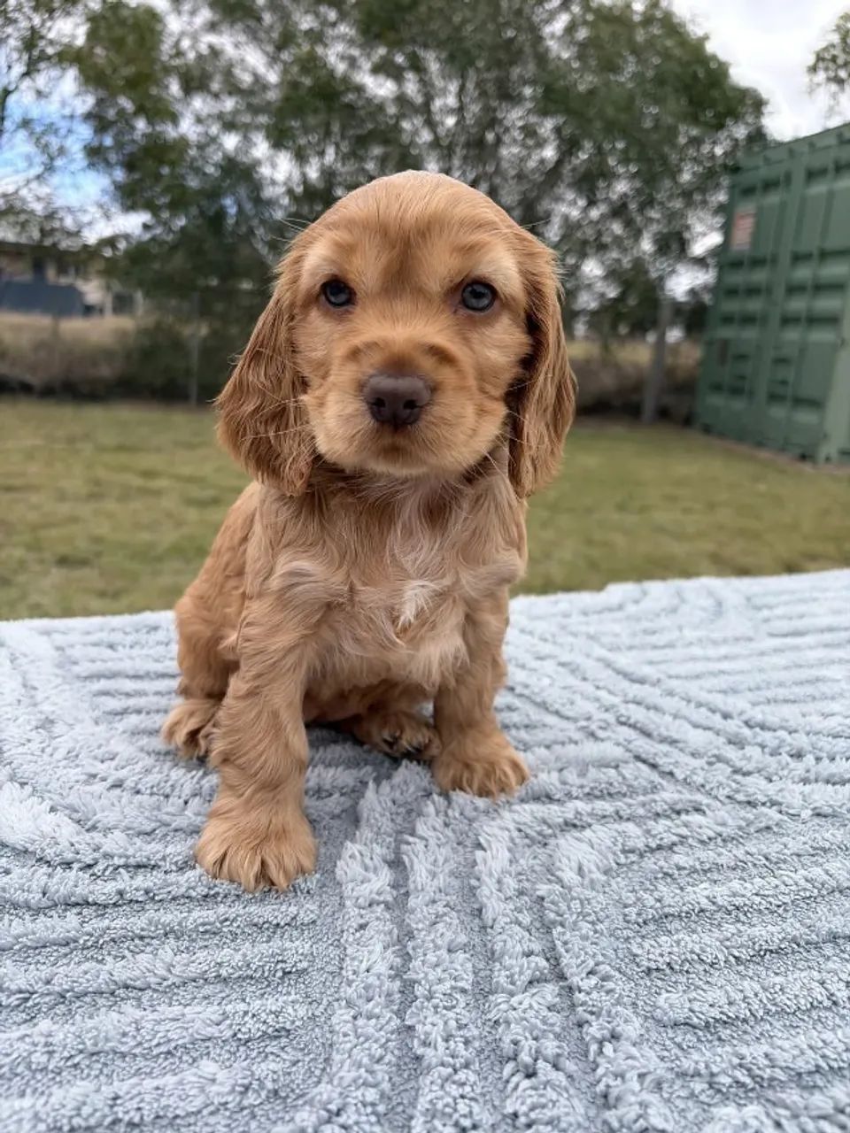 Cocker spaniel linda linhagem 