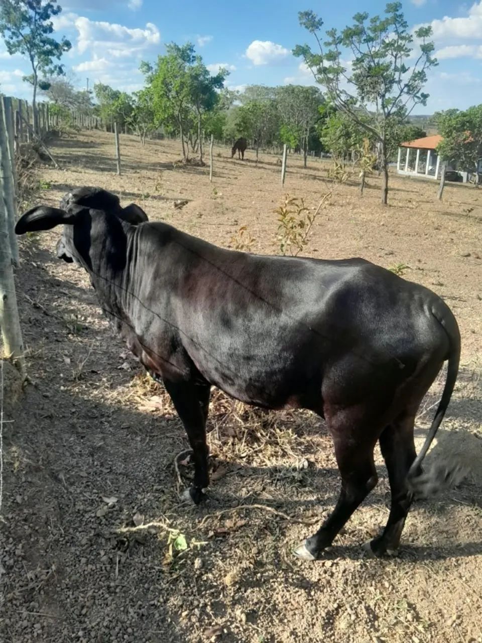 Vaca - Foto 4