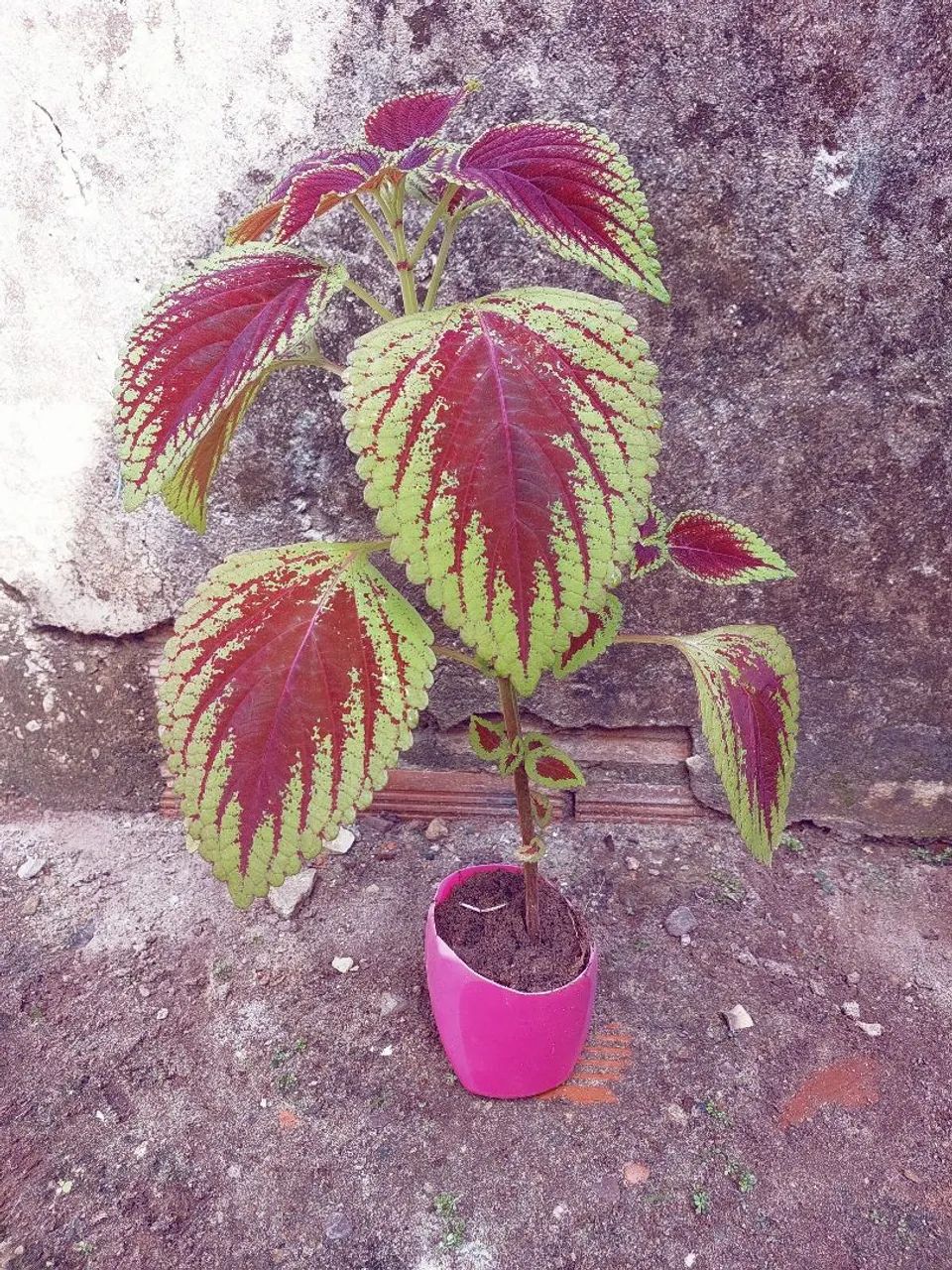 Planta coleus - Foto 2