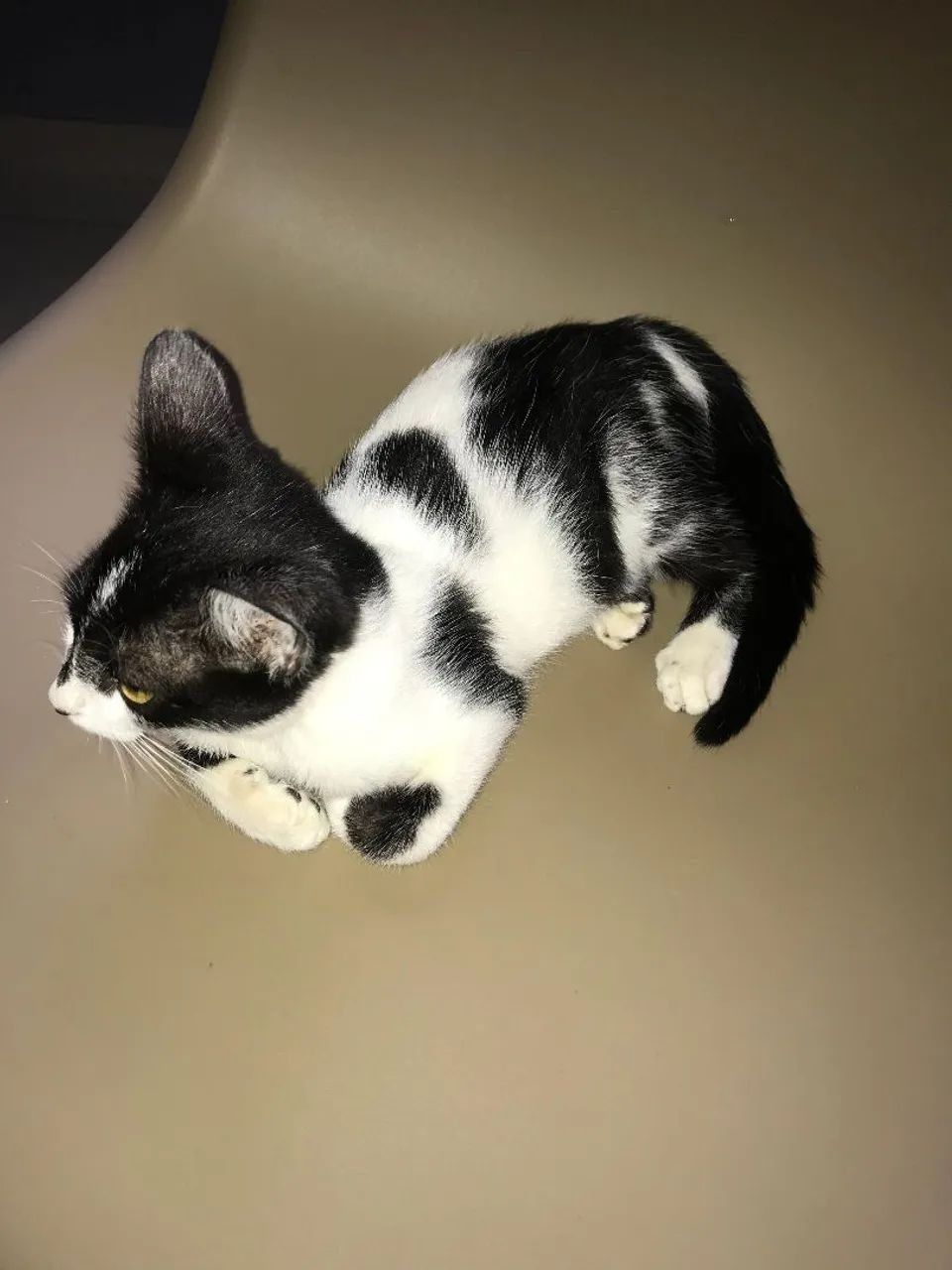 Gatinho Preto e Branco 3 meses - Foto 3