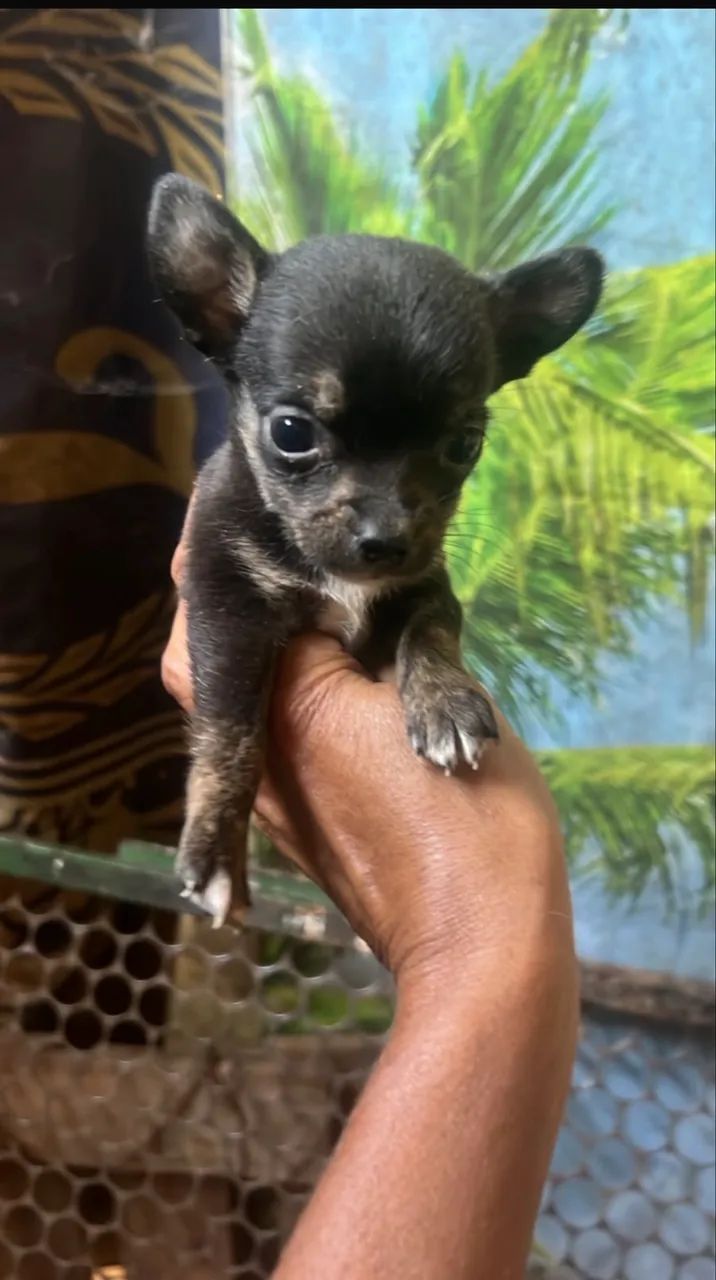 Pincher zerinha. 650.00 - Foto 2