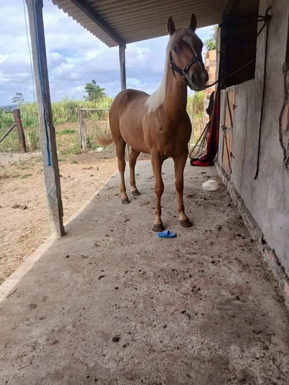 Potro quarto de milha puro  - Foto 4