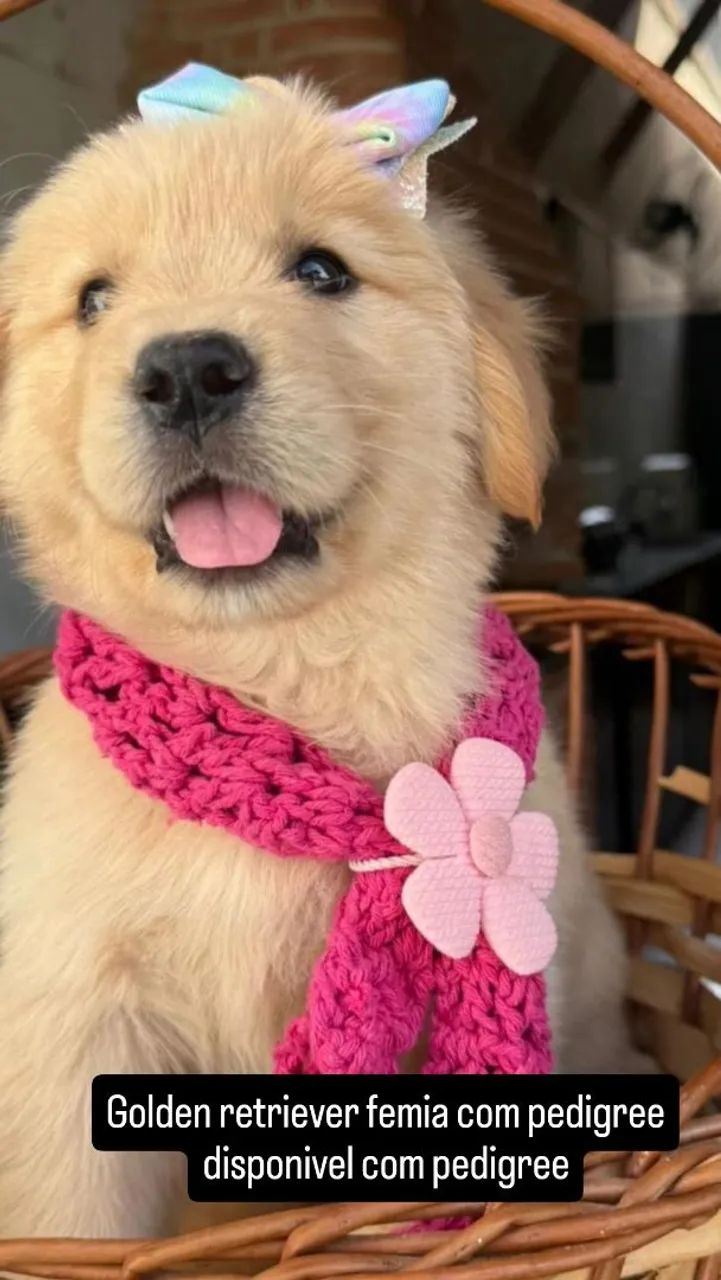 Golden retriever - Foto 2
