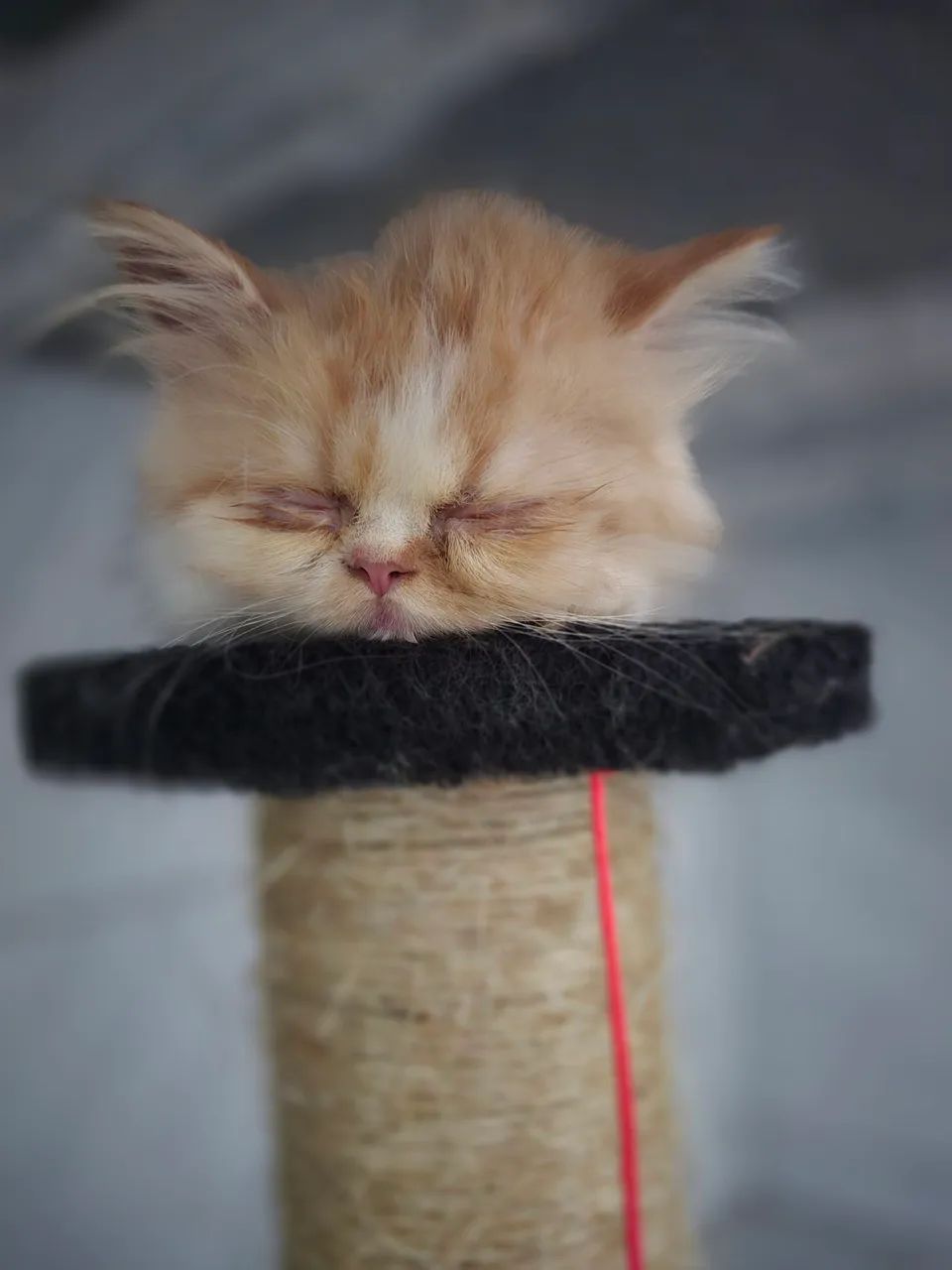 Gatos persa  - Foto 4