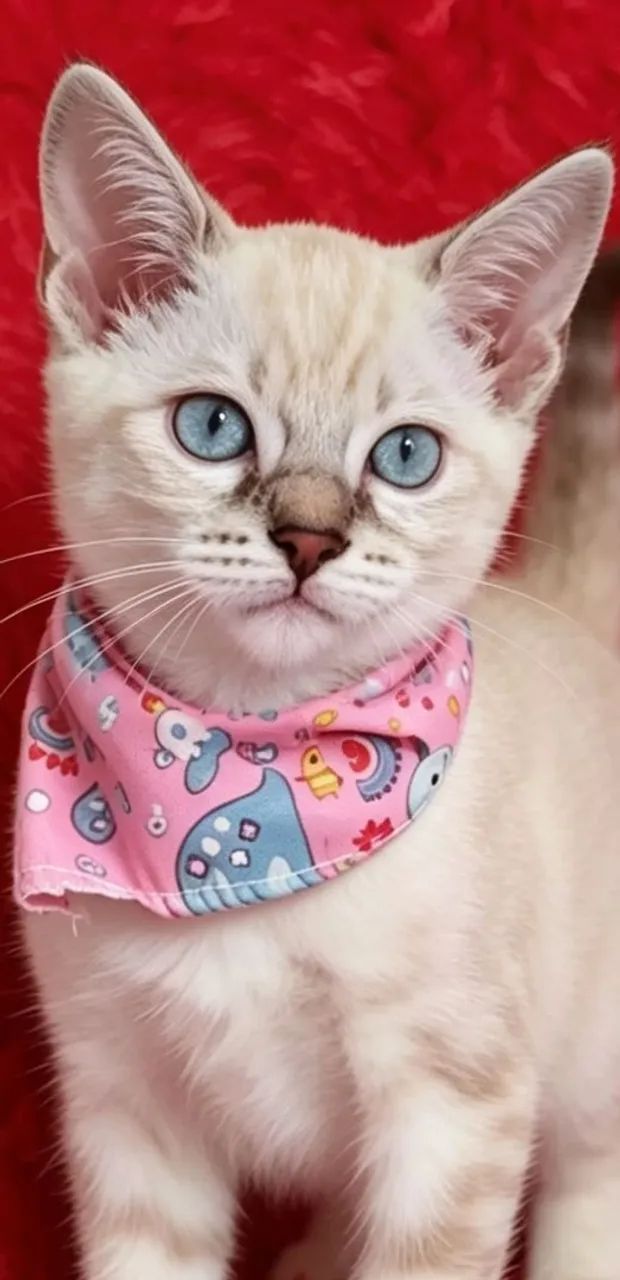Gato fêmea siamês tigrada com 2 meses  - Foto 3