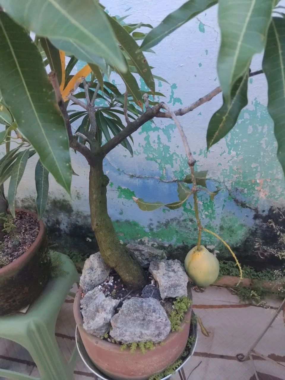 BONSAI de Juca Pau Ferro 25 Anos - Foto 5