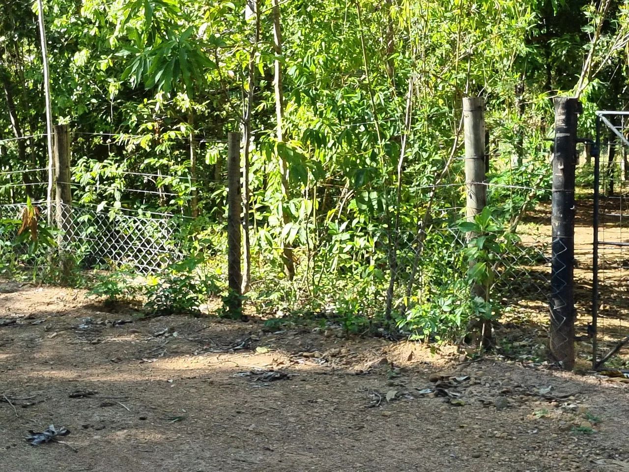 Chácara com 1 hectare - Oportunida Única  - Foto 2