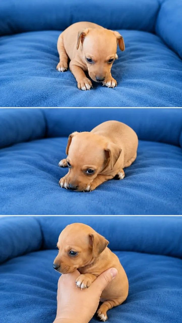 Pinscher miniatura machos - Foto 2