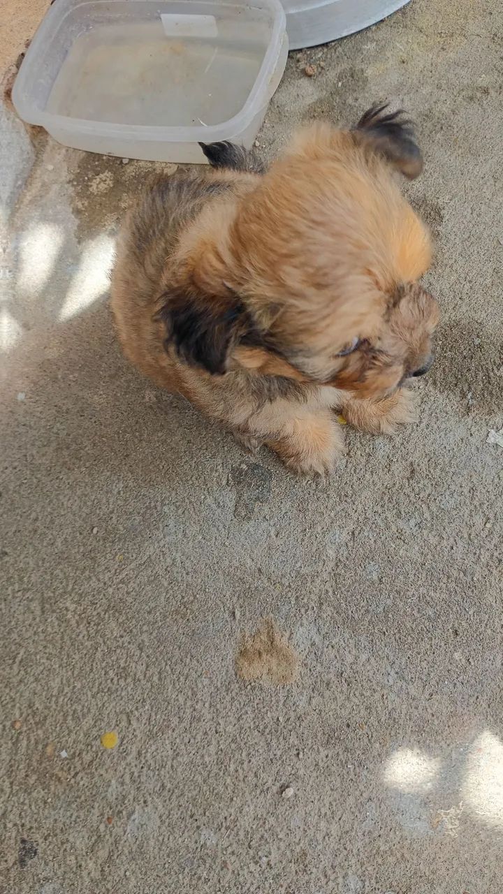 Cachorro pudow - Foto 3