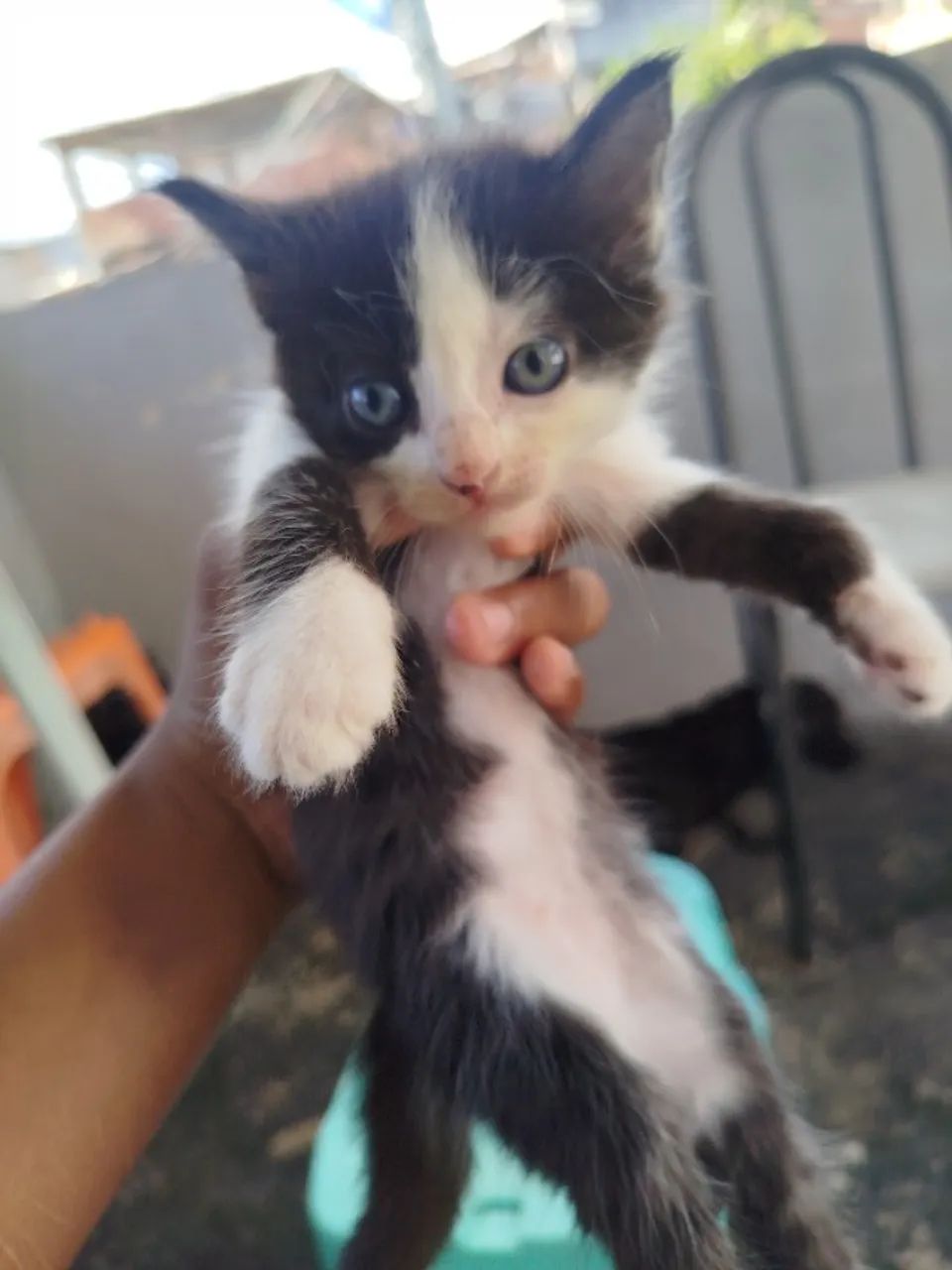 Doa-se gatinhos  - Foto 2