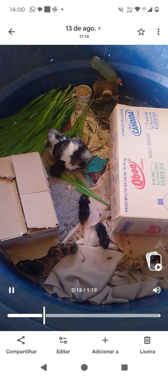 Vende se lindos filhotes de porquinho da índia 