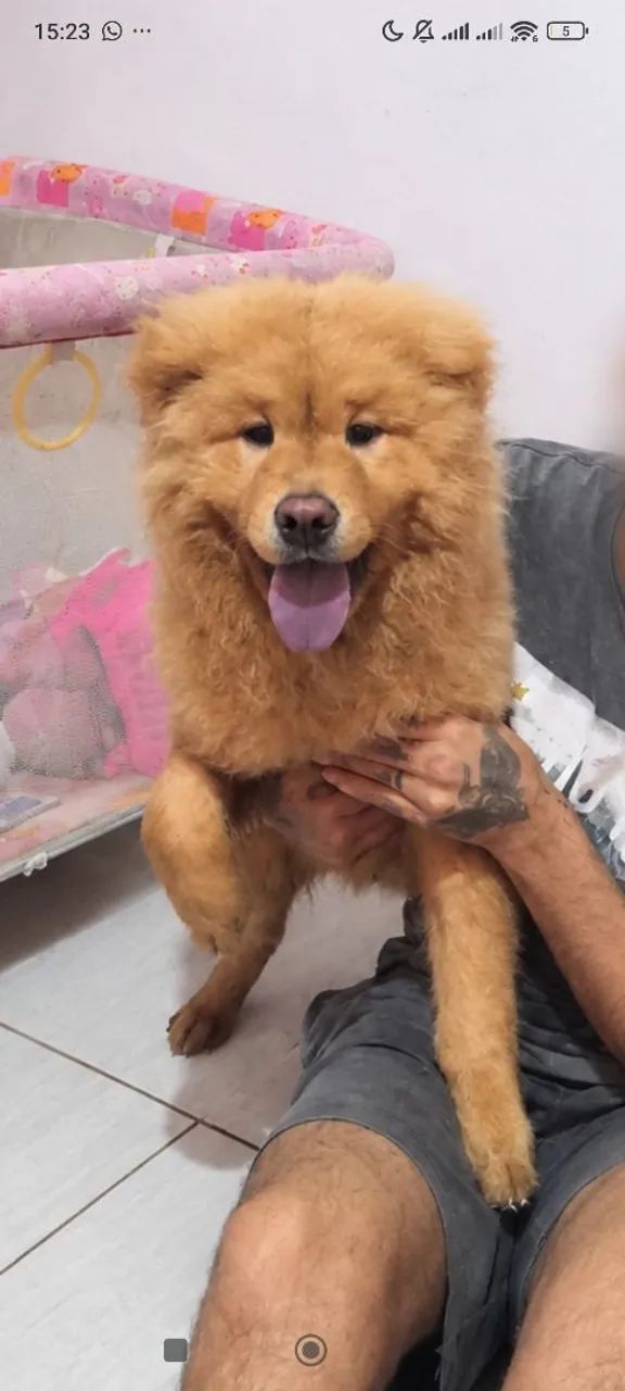 Chow Chow doação 