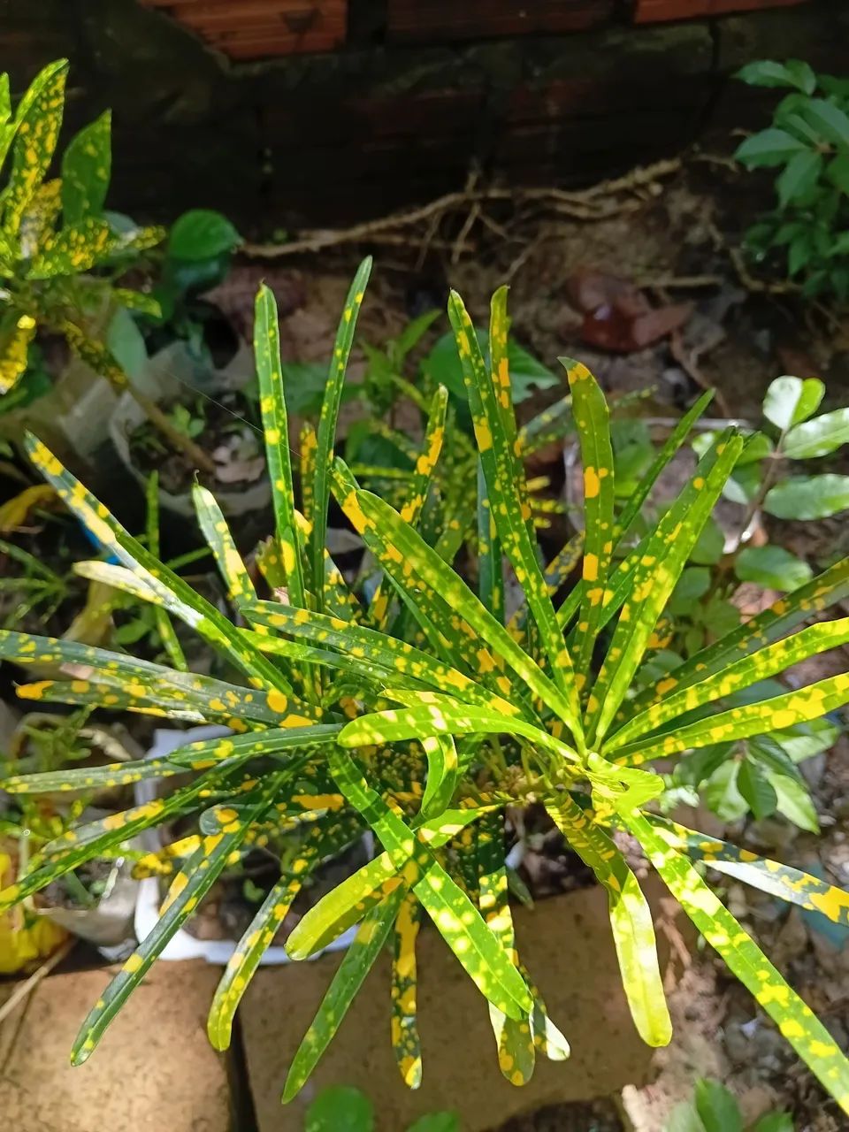 Plantas ornamentais  - Foto 3