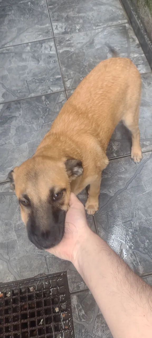 Doa-se cachorro - Foto 2