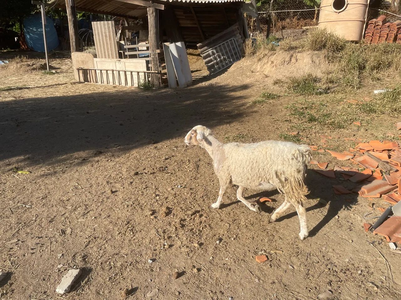 Ovelha  - Foto 5