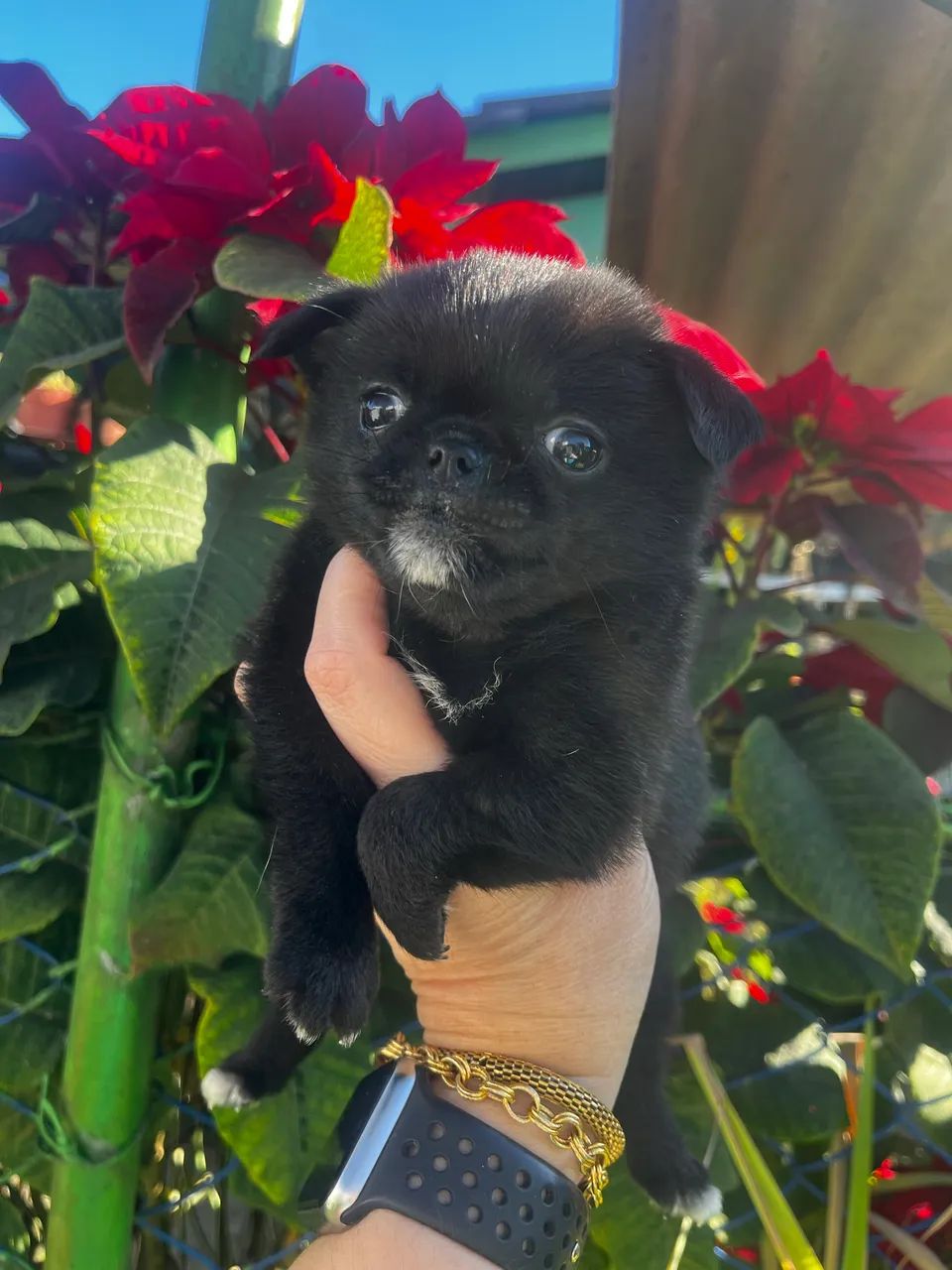 Lindos bebês de pug  com Spitz  - Foto 4