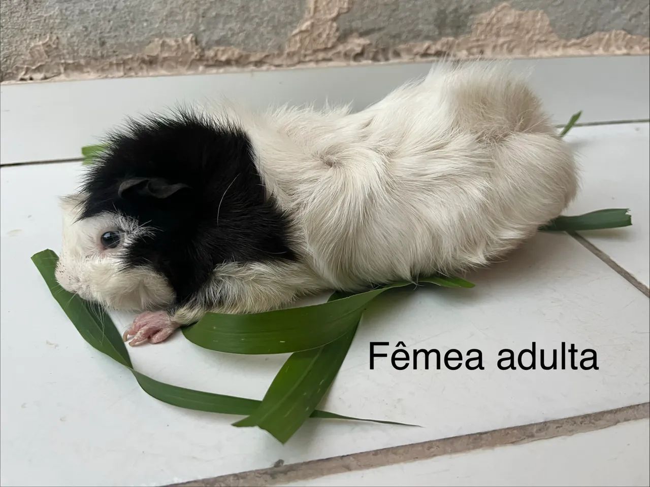 Porquinho da índia - Foto 2