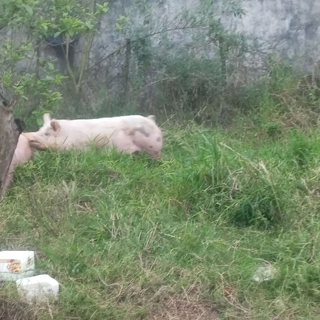 Suíno  - Foto 4