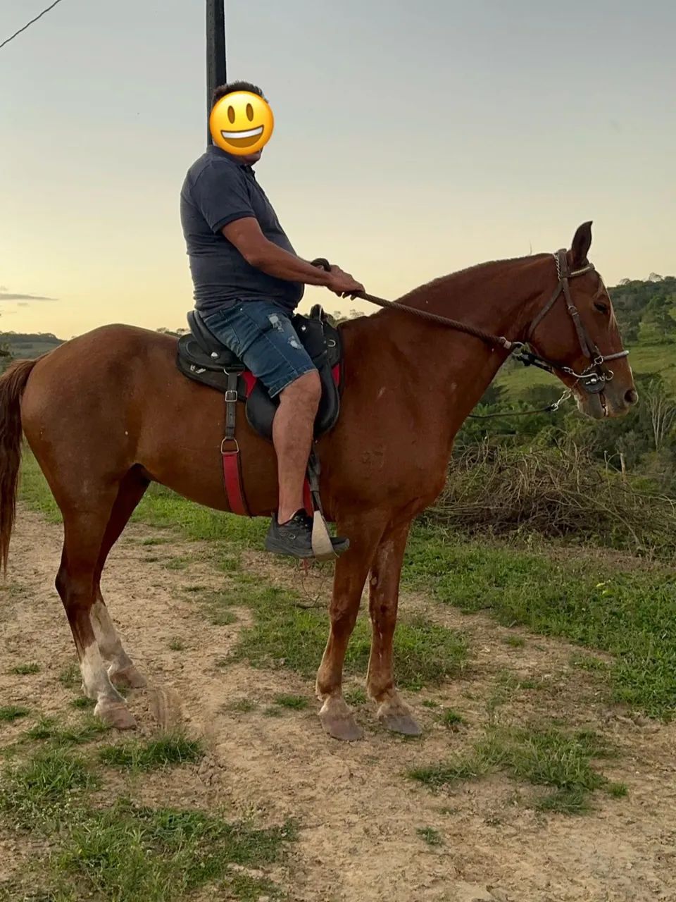 Cavalo marcha de centro Alazão excelente índole muito manso - Foto 6